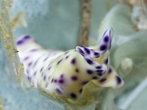 FLAT

Flatworm
Strudelwurm / Plattwurm - Pseudoceros l... by Jörg Menge 